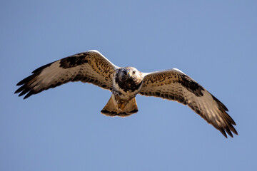 Rough-legged hawk in flight on light blue sky