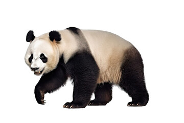 Fototapeta premium Panda bear isolated on clear background, endangered bears specie, the wild animal with black and white hair, with Generative AI.