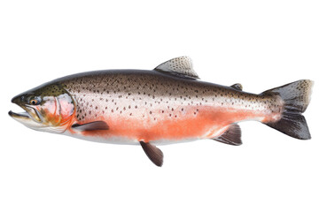Obraz premium Fresh raw Salmon isolated on clear background the popular fish for making sashimi Japanese food, marine animal, clip art, diversity of animals, with Generative AI.