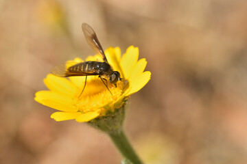mosca abeja (poecilanthrax lucifer) sobre una flor amarilla