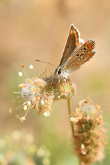mariposa morena oriental (aricia agestis) posada en un tallo