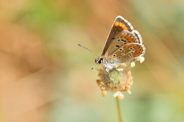 Obraz premium mariposa morena oriental (aricia agestis) posada en un tallo