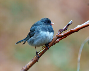 Fototapeta premium Junco Dark-eyed Photo and Image. Close-up profile view perched with a colourful background in its environment and habitat..