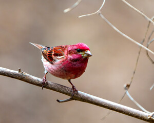Purple Finch Photo and Image. Finch male close-up profile view, perched on a branch displaying red colour plumage with a brown background in its environment and habitat.