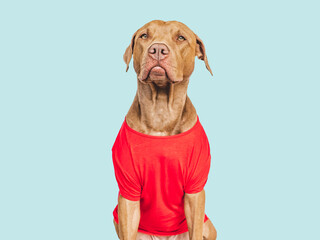 Cute brown puppy and stylish shirt. Travel preparation and planning. Close-up, indoors. Studio photo, isolated background. Concept of recreation, travel and tourism. Pets care