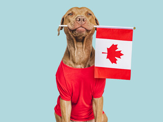 Cute, sweet puppy and Canadian Flag. Travel preparation and planning. Closeup, indoors. Studio...