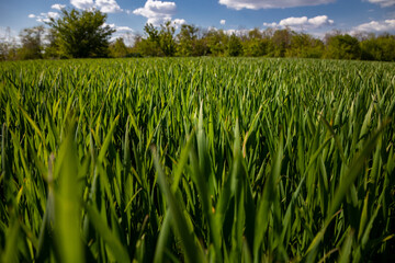 Texture of green grass on a spring day against a blue sky.