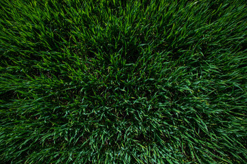 Texture of green grass on a spring day.