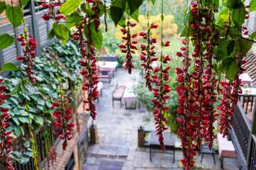 Hanging flower at hotel bandipur nepal