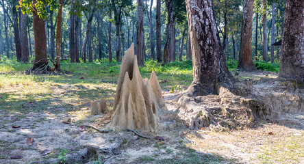 Chitwan Nepal Anthill