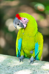 bright ara macaw parrot outside. photo of ara macaw parrot in zoo. ara macaw parrot bird. © be free