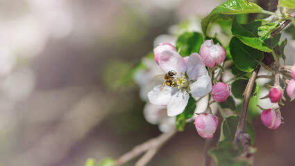 A bee on a blossoming apple tree