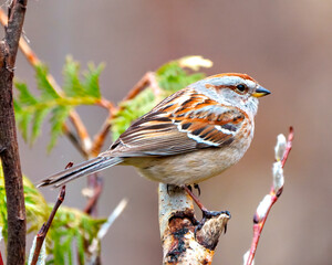 American Tree Sparrow Photo and Image.  Sparrow close-up side view perched on a tree bud branch with a forest background in its environment and habitat.