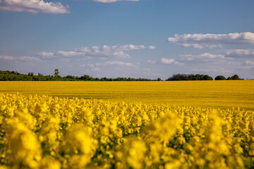 Yellow rapeseed field in the field and picturesque sky with white clouds. Blooming yellow canola flower meadows. Rapeseed crop in Ukraine.