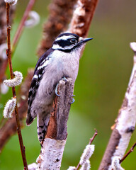 Woodpecker Photo and Image.  Female perched on a birch branch with bud tree background in its environment displaying white and black feather plumage wings.