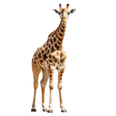 Badezimmer Foto Rückwand giraffe on a transparant background, PNG, Generative Ai © purich