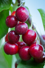 Cherry tree branch with ripe large fruits .