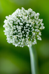 Beautiful white flower of chives isolated on green background