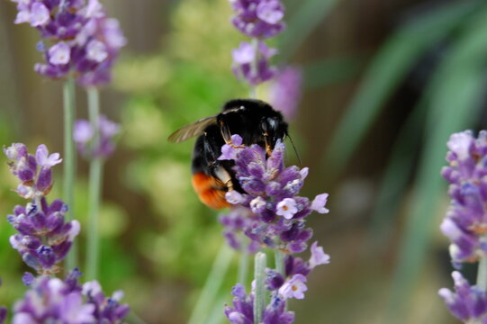 Bumblebee on a lavender flowers