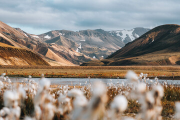 Mountain Range With White Cotton Flowers In Foreground, Iceland Nature