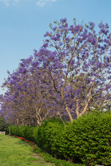 Saudi Arabian city of Abha with flowering purple jacaranda trees in the foreground along Art Street