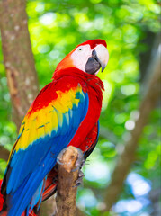 colorful ara macaw parrot outdor. ara macaw parrot outside. photo of ara macaw parrot in zoo. © be free