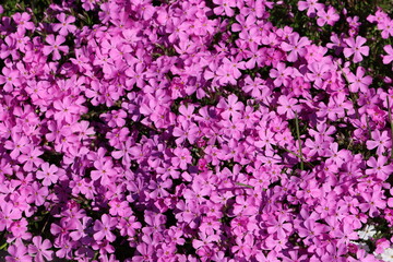 Phlox subulata the creeping phlox, moss phlox, moss pink or mountain phlox, is a species of flowering plant in the family Polemoniaceae, native to eastern and central USA, and widely cultivated.