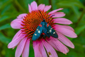 burnet moth (Zygaena ephialtes), butterflies sit on an echinacea flower and drink nectar