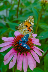Obraz premium Painted lady (Vanessa cardui) and burnet moth (Zygaena ephialtes), butterflies sit on an echinacea flower and drink nectar
