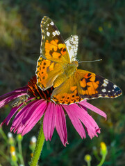 Painted lady (Vanessa cardui), butterfly sits on an Echinacea purpurea flower and drinks nectar
