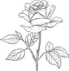 Rose Flower Vol.5