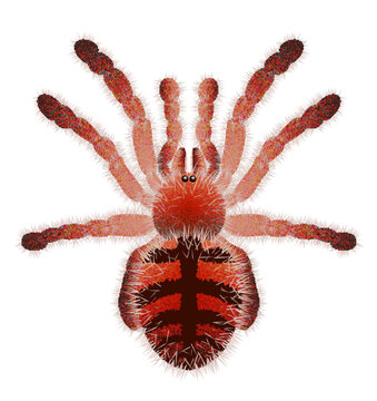 Tarantula spider vector illustration