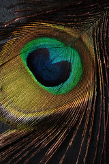 Obraz premium Peacock feather.