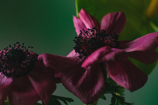 Anemones.
