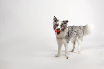 Border collie dog.A white-gray dog cheerfully plays with a ball. Portrait in the studio, white...