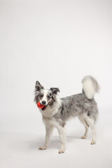 Border collie dog.A white-gray dog cheerfully plays with a ball. Portrait in the studio, white background
