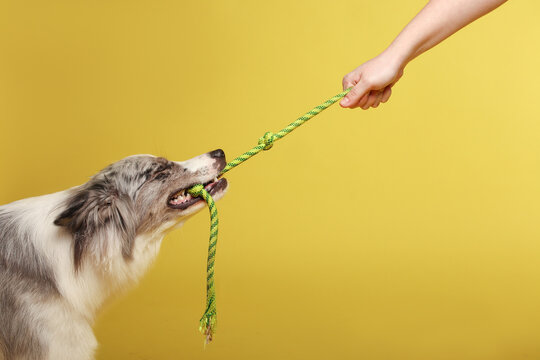 Border collie dog.A white and gray dog cheerfully plays with a rope. Studio portrait, yellow background
