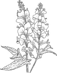 Botanic Illustration