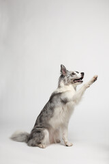 Border collie dog.A white gray dog gives paws. Portrait in the studio, white background