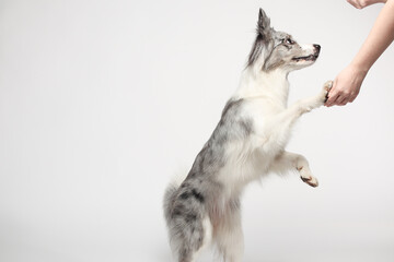 Border collie dog.A white-gray dog cheerfully stands on its hind legs, dances. Portrait in the studio, white background