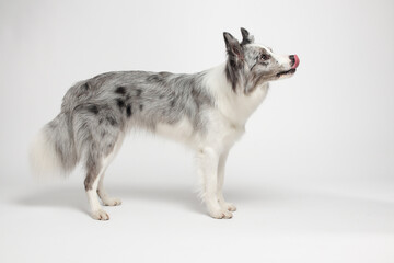 Border collie dog.A white gray dog is sitting. Portrait in the studio, white background