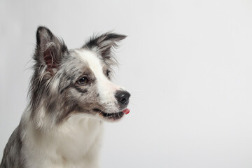 Border collie dog.A white gray dog is sitting. Portrait in the studio, white background