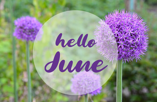 Hello June welcoming card with text on a blurred natural  Allium flowers and green grass background.
Selective focus.