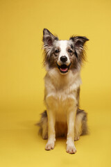 Border collie dog. The white-gray dog is cheerful, active, sitting. Studio portrait, yellow background