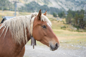 Mountain horse
