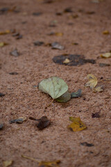 Dropped leaf
