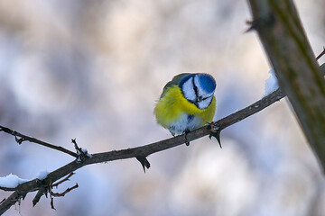 Young beautiful tit in winter on a tree branch, close-up. © Stas