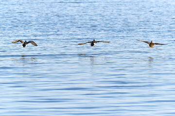 Flying wild ducks low over the water.