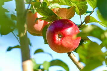 Red ripe apple on an apple tree branch, close-up.