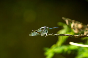 Big beautiful dragonfly on a branch, close-up.